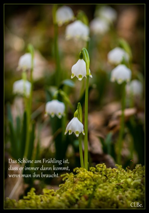 Gruß Märzenbecher 2021